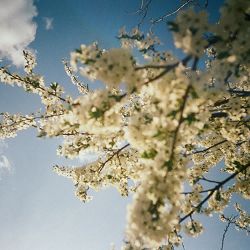 SadSvit, Do Sliz - Луги